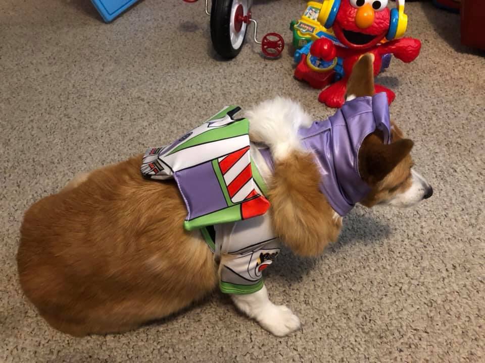 NateBlanchett's tweet photo. My dog niece is too thicc for her new Halloween costume and is feeling pretty bad about herself over it. I hate the body shame she feels because of society’s unrealistic standards #AllDogsAreBeautiful #ToInfinityAndBeyond https://t.co/VjWizXsWDf