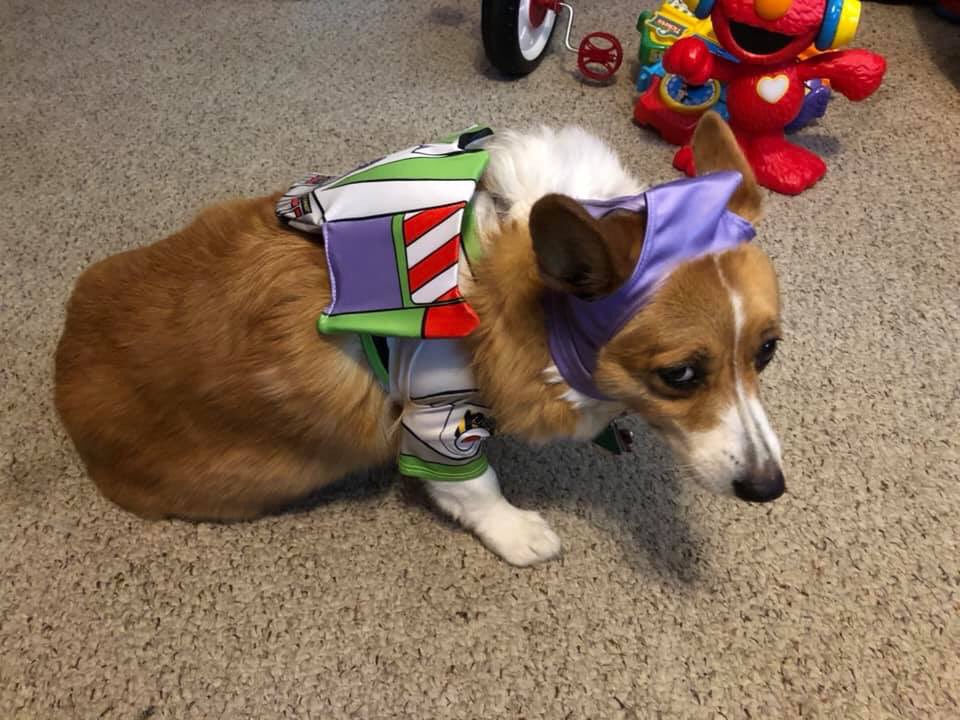NateBlanchett's tweet photo. My dog niece is too thicc for her new Halloween costume and is feeling pretty bad about herself over it. I hate the body shame she feels because of society’s unrealistic standards #AllDogsAreBeautiful #ToInfinityAndBeyond https://t.co/VjWizXsWDf