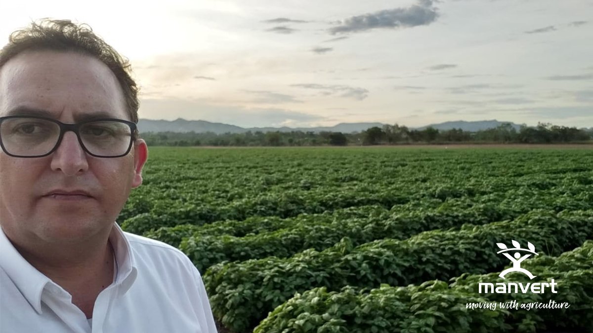 manvert_'s tweet photo. 📸 Desde Colombia nuestro compañero Jose Luis Herrera nos manda esta foto de un caso de éxito. Una plantación de #albahaca en la que se ha aplicado #manvertfoliplus para la estimulación del rebrote post-corte con muy buenos resultados 👌 #manvert #SolucionesManvert #biostimulants https://t.co/OX3dsIArjZ