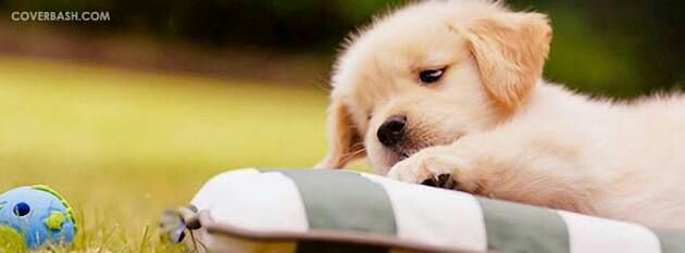 LabredorM's tweet image. Leave your important feedback &amp;amp; turn your notifications on to see our latest posts! 💖
••••••••••••••••••••
Follow me @LabredorM
.
#labrador #labradorretriever #dog #dogs #dogmom #dogsoftwitter #doglover #dogstagram #doggy