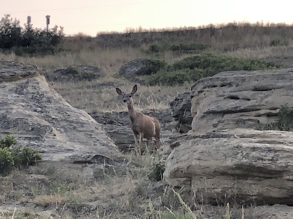 dinojonrox's tweet photo. Southern Alberta trip 4. Gave geology talk to 12 people (oh well π they asked loads of qs) at #WritingonStone Provincial Park and @unescowhc Stunning #geology SO worth a visit #hoodoo #crossbeds https://t.co/xZbaVhfk8V
