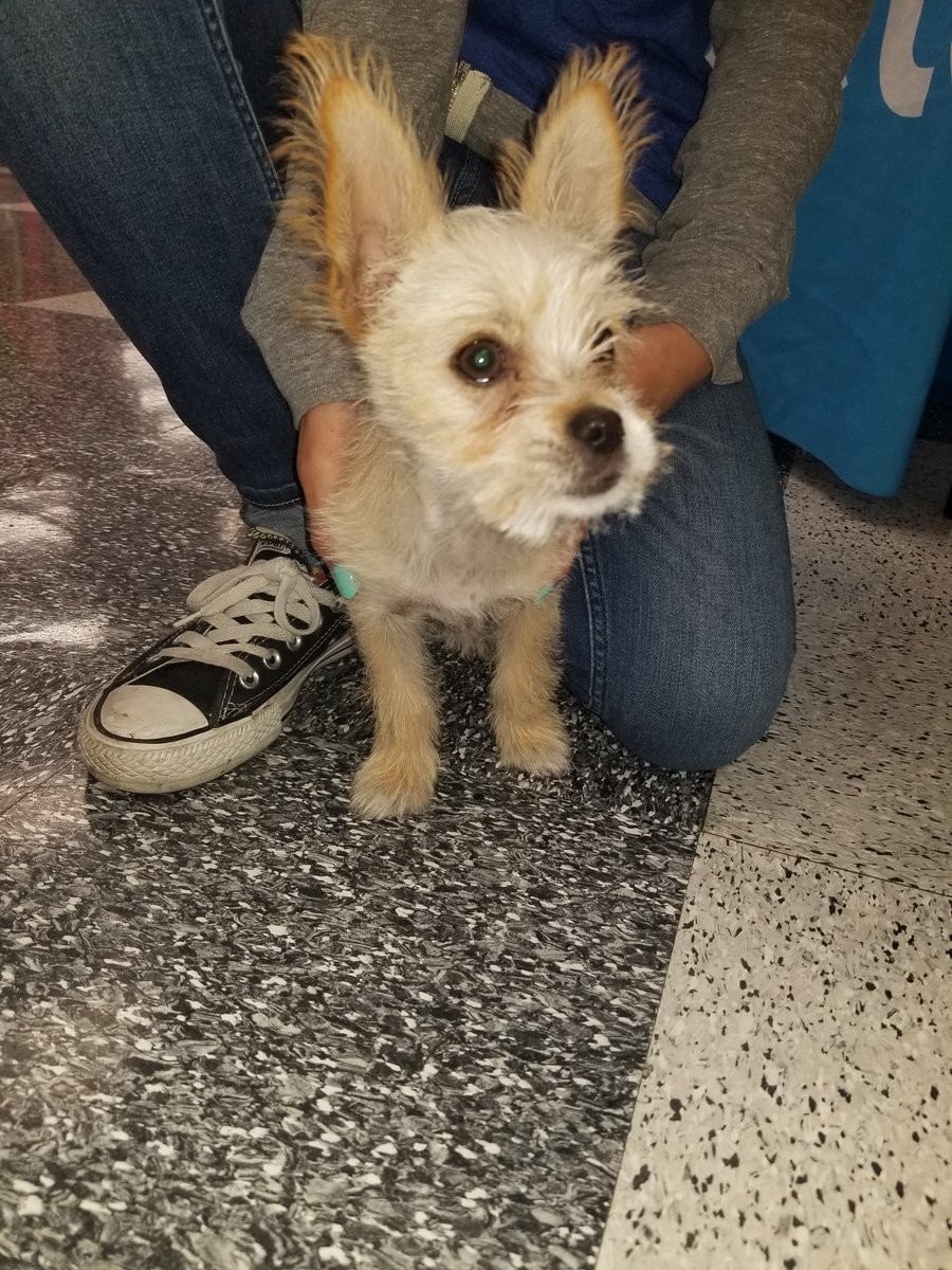 XboxTeamSmoke's tweet photo. I love animals i try to adopt the ones ppl dont want it breaks my heart everytime something happens to one of my babies they are my greatest joy when I get home I have no idea why I started this tweet but thanks for reading and go hug your pets after you finish reading this 💕✌ https://t.co/DaKtZL6FSV