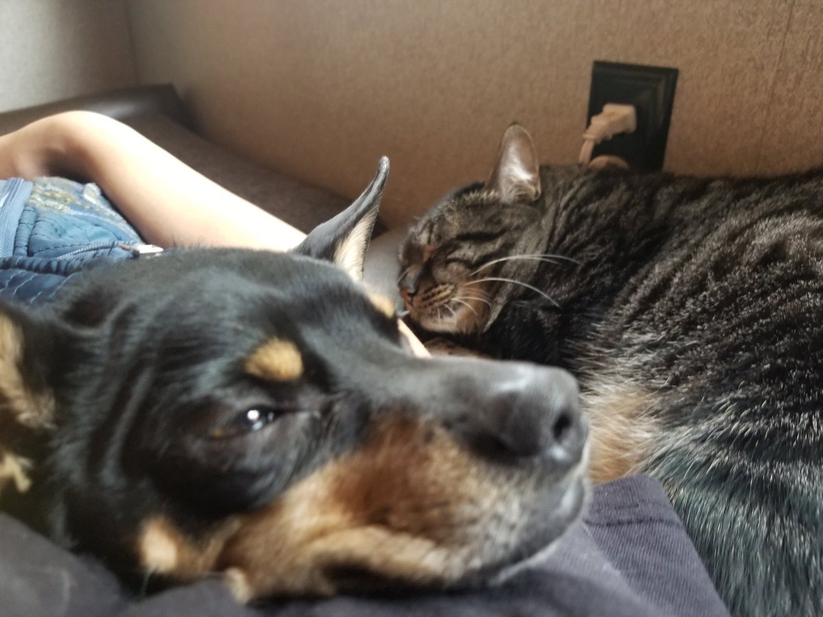 XboxTeamSmoke's tweet photo. I love animals i try to adopt the ones ppl dont want it breaks my heart everytime something happens to one of my babies they are my greatest joy when I get home I have no idea why I started this tweet but thanks for reading and go hug your pets after you finish reading this 💕✌ https://t.co/DaKtZL6FSV