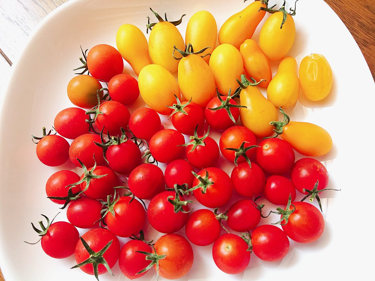 Fumi 今夏 収穫up第2段 数日間で採れたプチトマト サウナ状態ベランダでまだ実が付いるので もう1回収穫出来そう 第1段収穫のミニトマトはその後 実が付かず1苗1個かぁ と諦めていたら もう1個実がなり現在すくすく成長中 何とも可愛い プチトマト