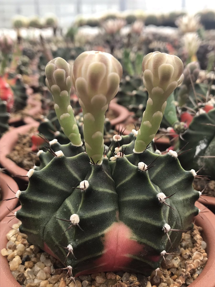 Prettykan's tweet photo. #Cactus https://t.co/IKVc4tjYxy