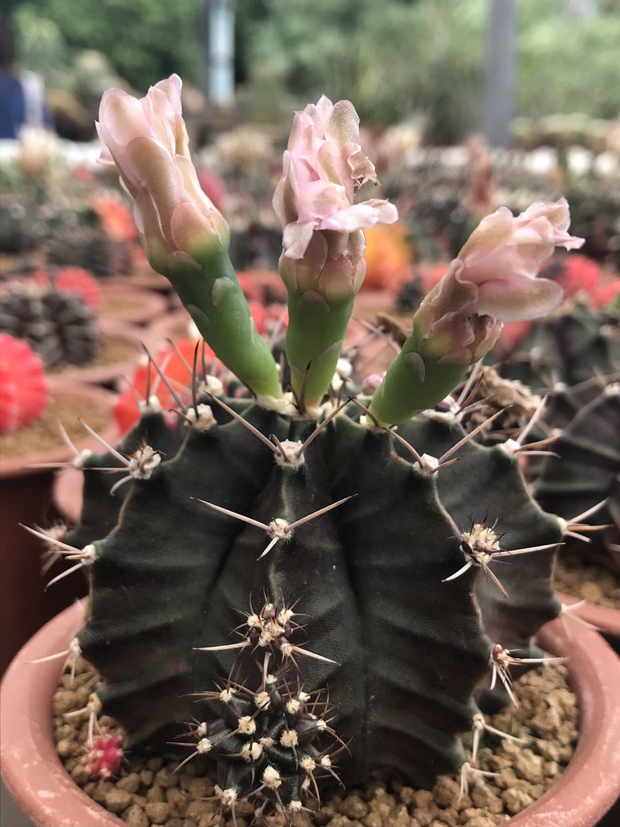 Prettykan's tweet photo. #Cactus https://t.co/IKVc4tjYxy