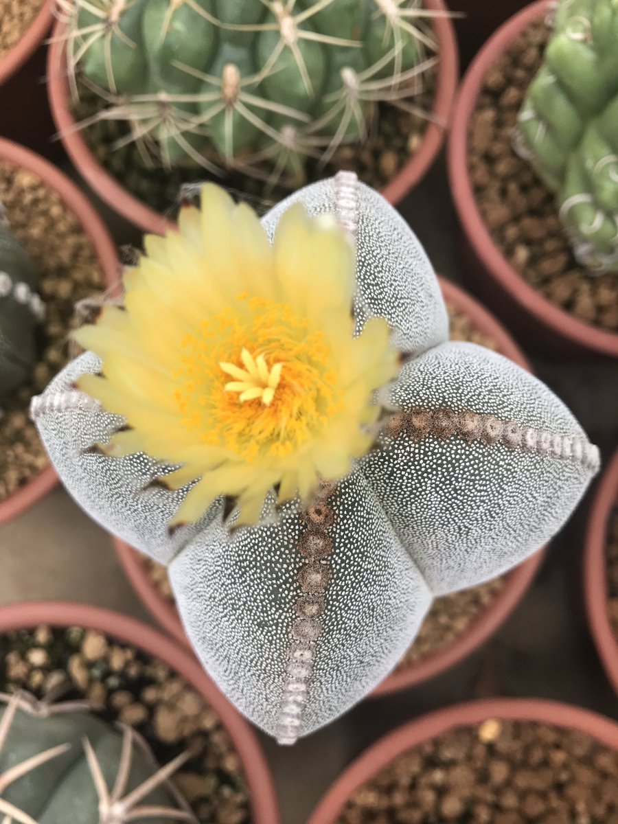 Prettykan's tweet photo. #Cactus https://t.co/uovsotBV2M