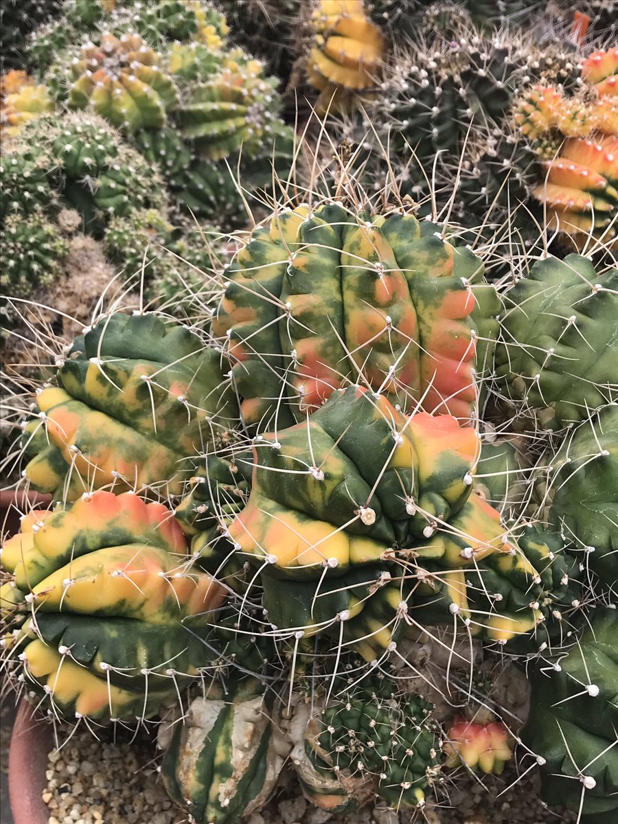Prettykan's tweet photo. #Cactus https://t.co/iS5RAYGg6q