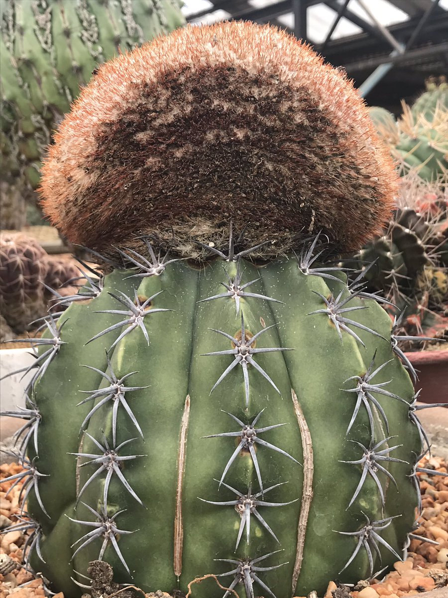 Prettykan's tweet photo. #Cactus https://t.co/iS5RAYGg6q
