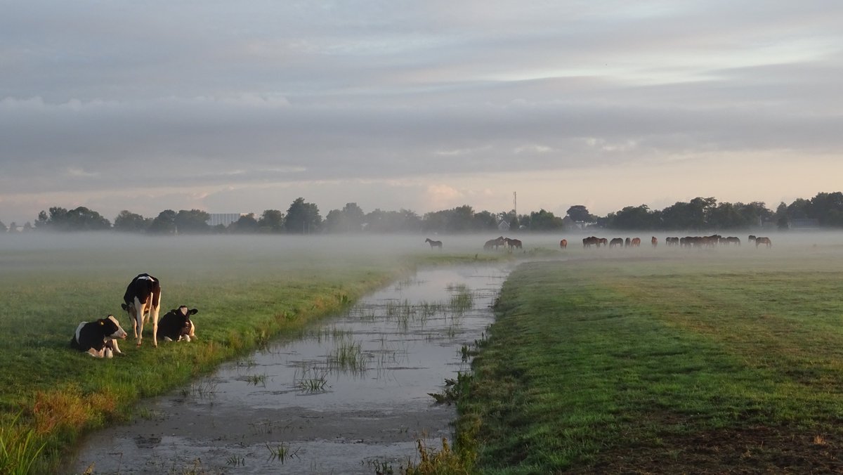 BjT_weer's tweet photo. Goedemorgen
@Alpenweerman @Daaanvdb @MaartenMinkman @Noorderweer @pietsweer @janvissersweer @WilliamHuizinga @marcopverhoef @mrmiddendorp @weermanreinier @hetweerlokaal @Flitsnieuws @OmropFryslan
Een mooie rustige start van deze #zondag bij De #Knipe #Friesland #zonsopkomst https://t.co/oj2dCAwrmc