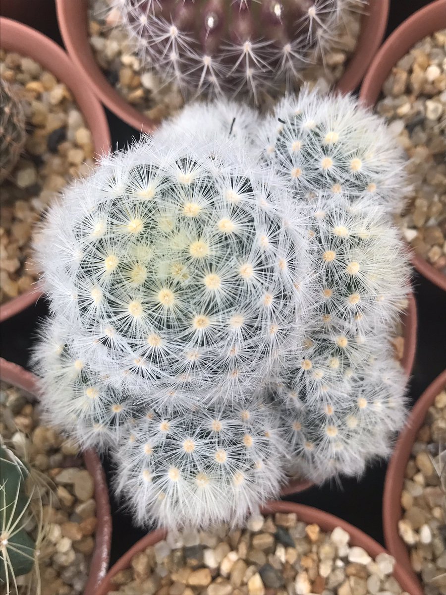 Prettykan's tweet photo. #cactus #กระท่อมลุงจรณ์ https://t.co/A7b8nM1dHK