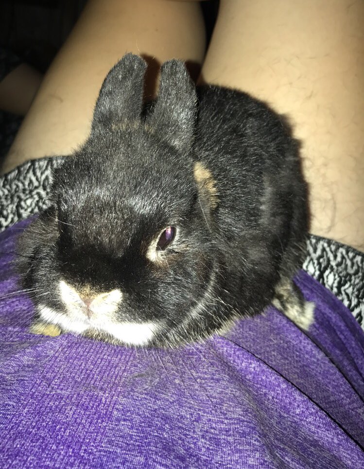 ashleymurray434's tweet photo. I spent my Saturday night cuddling with bunnies. And I wouldn't have it any other way😂 https://t.co/OiZ8sA7N7V