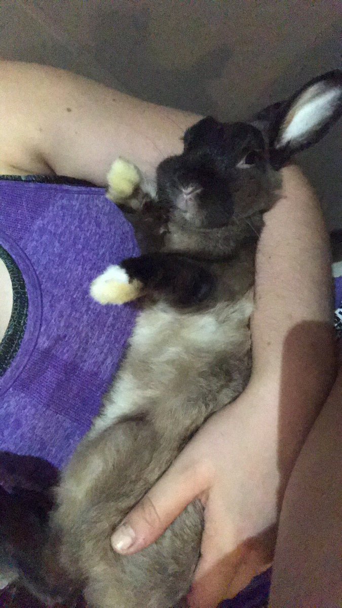 ashleymurray434's tweet photo. I spent my Saturday night cuddling with bunnies. And I wouldn't have it any other way😂 https://t.co/OiZ8sA7N7V