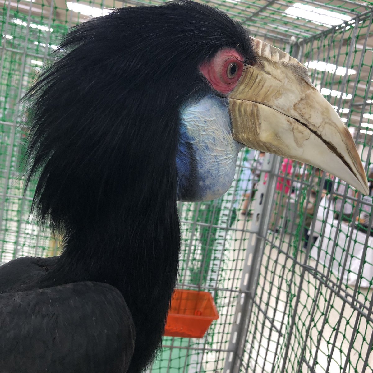 スモールバードきた