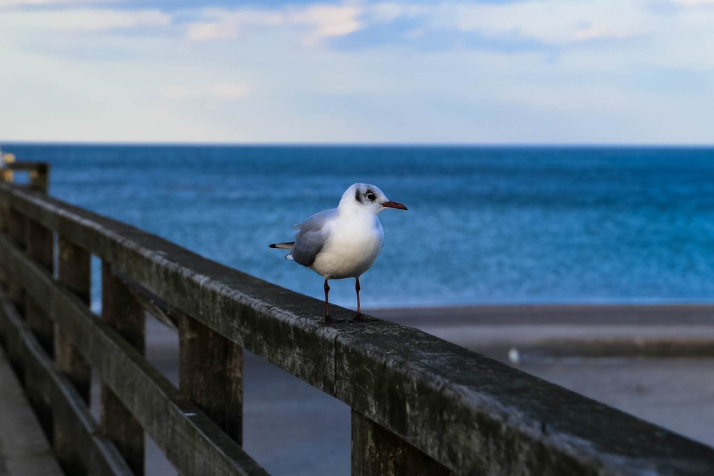Unser erster Urlaub mit drei Kindern! Wir wollten ans Meer und haben uns für die #Ostsee entschieden. Das Dorfhotel #Boltenhagen kam uns da sehr gelegen. Gemütlich und absolut auf Familien ausgelegt: goandtravel.de/?p=1902