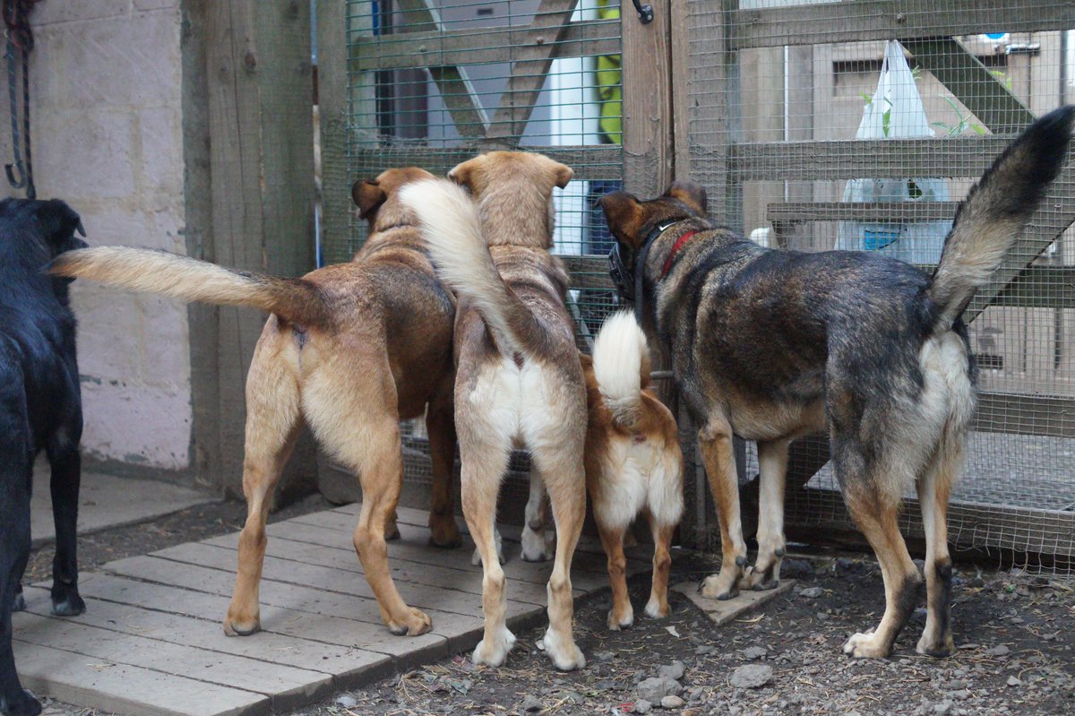 HolbrookAnimalRescue tweet media
