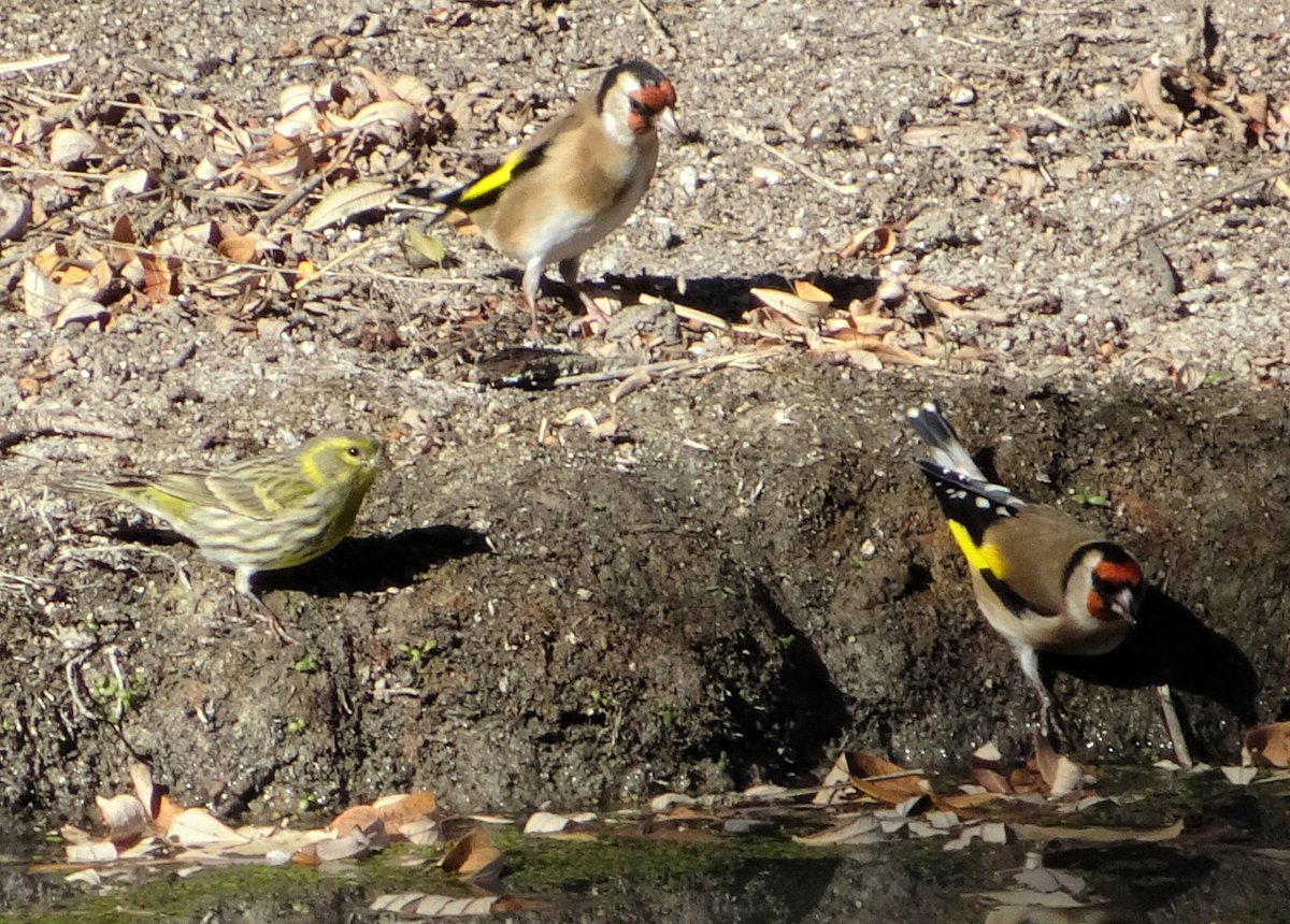 Santiago M. Barajas tweet media