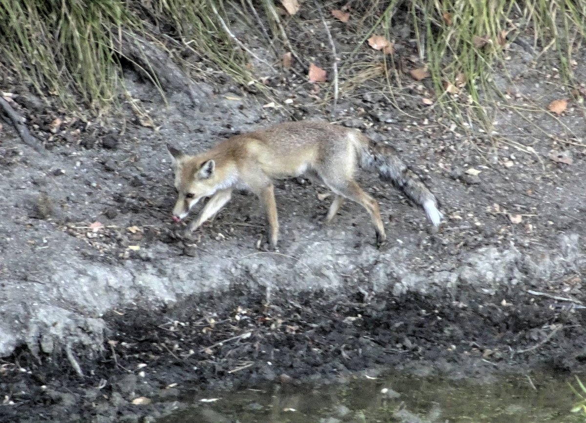 Santiago M. Barajas tweet media