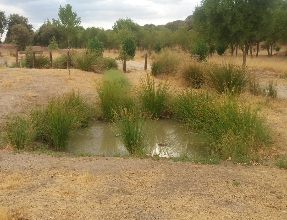 Santiago M. Barajas tweet media