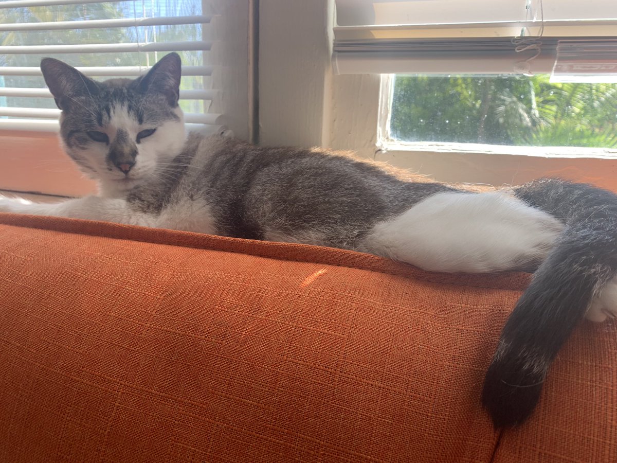 meredithkittyy's tweet photo. Hello. I’m Meredith and I really like to sleep and bring the leaves from outside and tear them up on my mom’s carpet  😸 what do you do for fun? https://t.co/ID8B1ZU4PW
