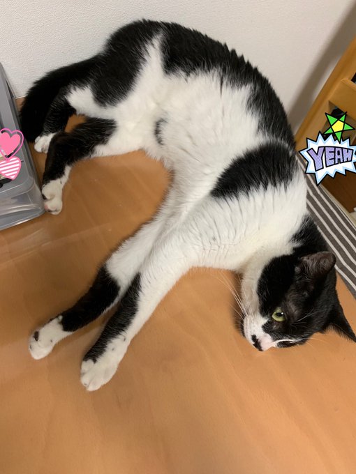 なんか可愛いの転がってた。 猫だってあちーすよねー&hellip; https://t.co/Y5nDvIadQS<a href="/tag/iphonexs"class="tags"><span>#iphonexs</span></a><a href="/tag/%E3%82%81%E3%83%BC%E3%83%BC%E3%81%A3%E3%81%A1%E3%82%83%E4%B9%85%E3%80%85%E3%81%AB%E5%A3%81%E7%B4%99%E5%A4%89%E3%81%88%E3%81%9F"class="tags"><span>#めーーっちゃ久々に壁紙変えた</span></a><a href="/tag/2019%E5%A4%8F"class="tags"><span>#2019夏</span></a><a href="/tag/%E6%9A%91%E9%81%8E%E3%81%8E%E3%81%A6%E3%81%8A%E6%95%A3%E6%AD%A9%E3%81%84%E3%82%84%E3%82%84%E3%81%A3"class="tags"><span>#暑過ぎてお散歩いややっ</span></a>