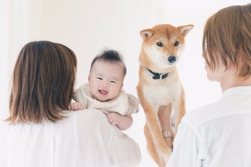 柴犬りんご郎の飼い主の家族構成は パパの仕事や収入とママ 娘のプロフィールも