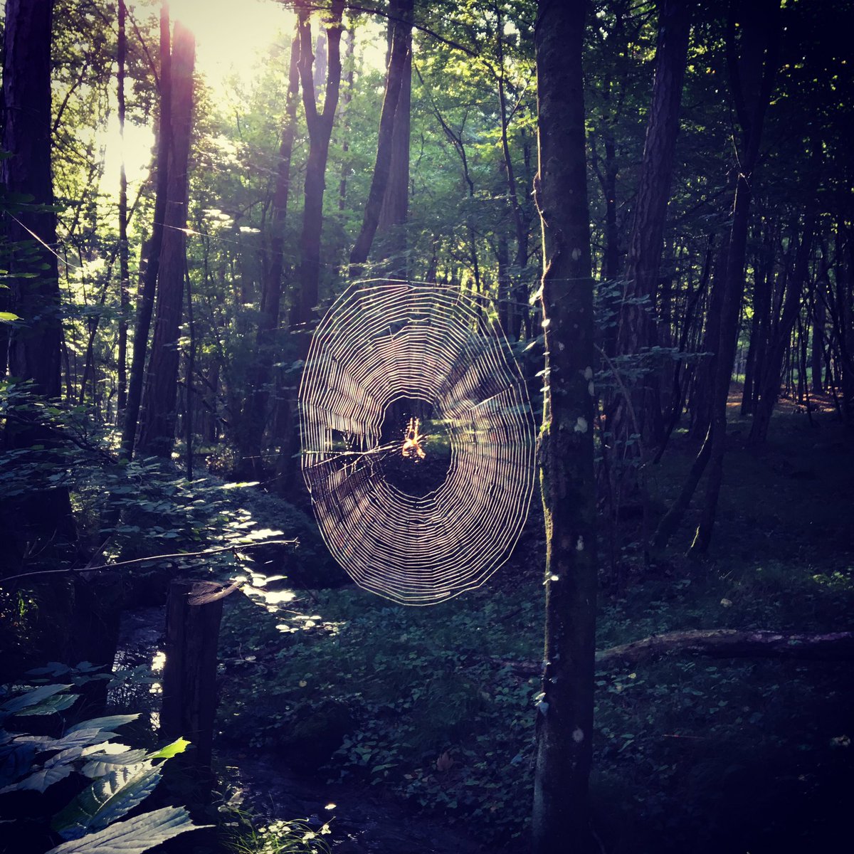 bichler_peter's tweet photo. „I think, I #spider!“ 😉 Guten #Morgen aus dem Mandlinggraben bei #Grillenberg im #Triestingtal! https://t.co/jlkXFenxys
