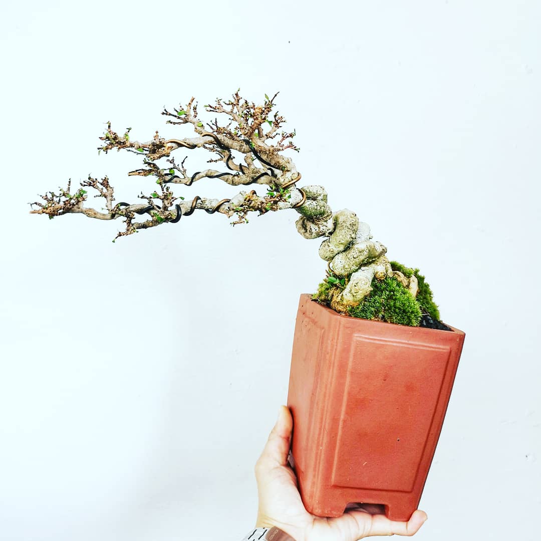BotakBonsai's tweet photo. Getting ready to receive flowers!

#bonsaipot #shohin #gardening #flowers #pots #aquarium #mame #landscape #cactus #bonsai #shuimei #japan #japanese #juniper #azalea #elm #serissafoetida #premna #yixingzhisha #ficus #ipostyoubuy #botakbonsai #bougainvillea #小品盆栽 #ixora https://t.co/CLVBNynEMM