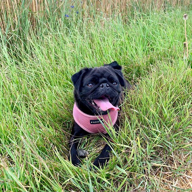Stormsy24's tweet photo. ‘When bae clocks the stone in your hand’ #dogs #blackpug #pug #fawnpug #labrador #labradorretriever #worldofcutepets #cute #photooftheday #instagood #dogofig #happy #dog #dogsofinstagram #dogoftheday #beautiful #instapug #instadaily #instagramers #igers  #swag #crush #lovedo… https://t.co/R9WA0SYOT9