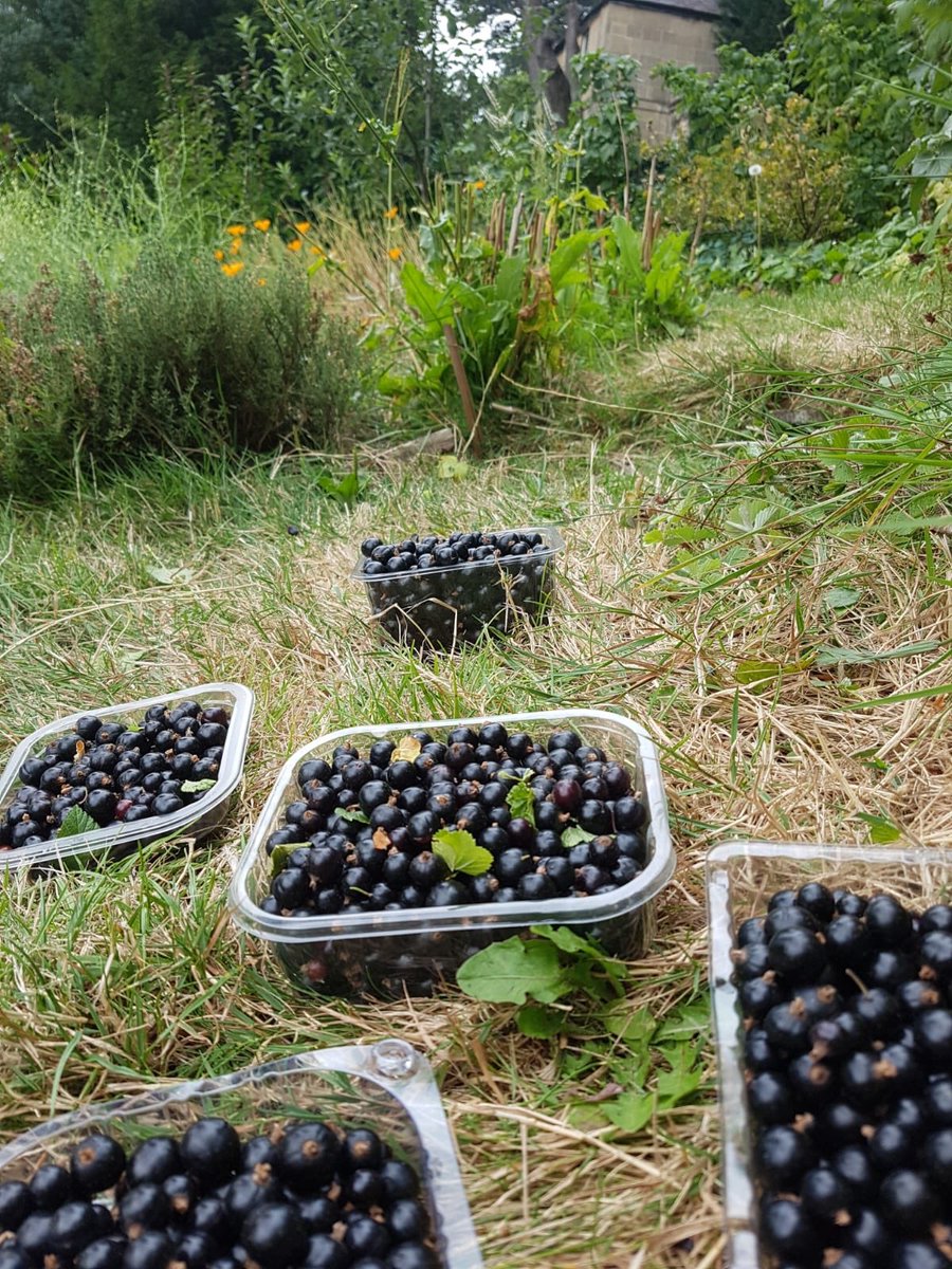 vegmead's tweet image. We’re harvesting more of our blackcurrents today- head down to the #Vegdrop at the top of #Walcot Parade to up some free fruit @wildwalcot @BathFoodCycle @GreenBathNES
