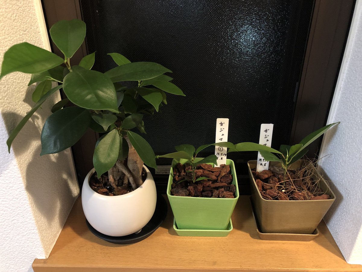 週末観葉植物 週末観葉植物