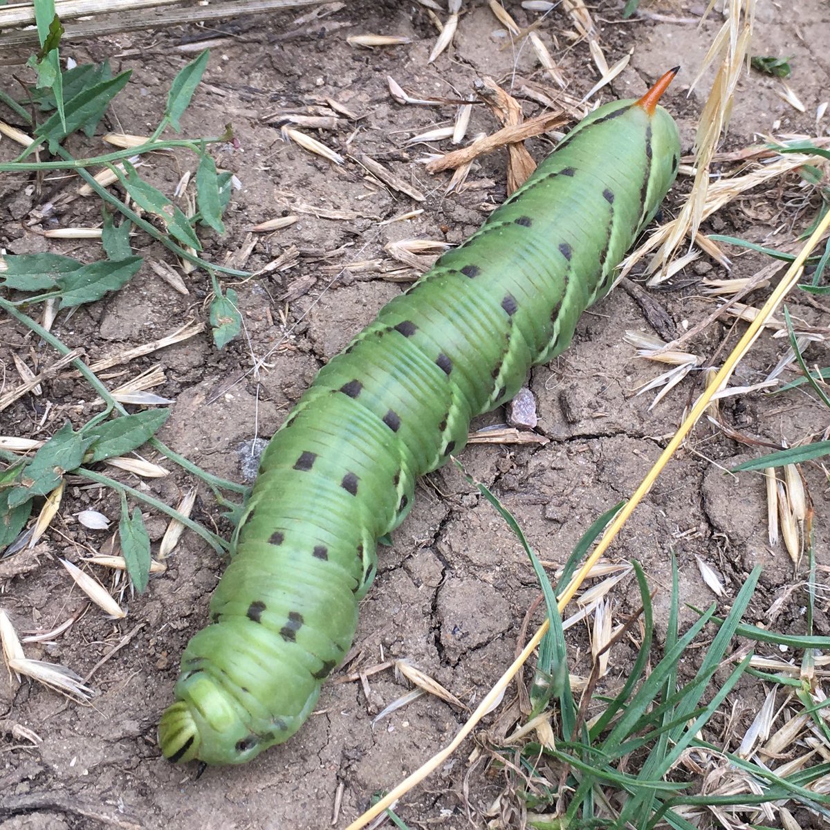 JontBont tweet media