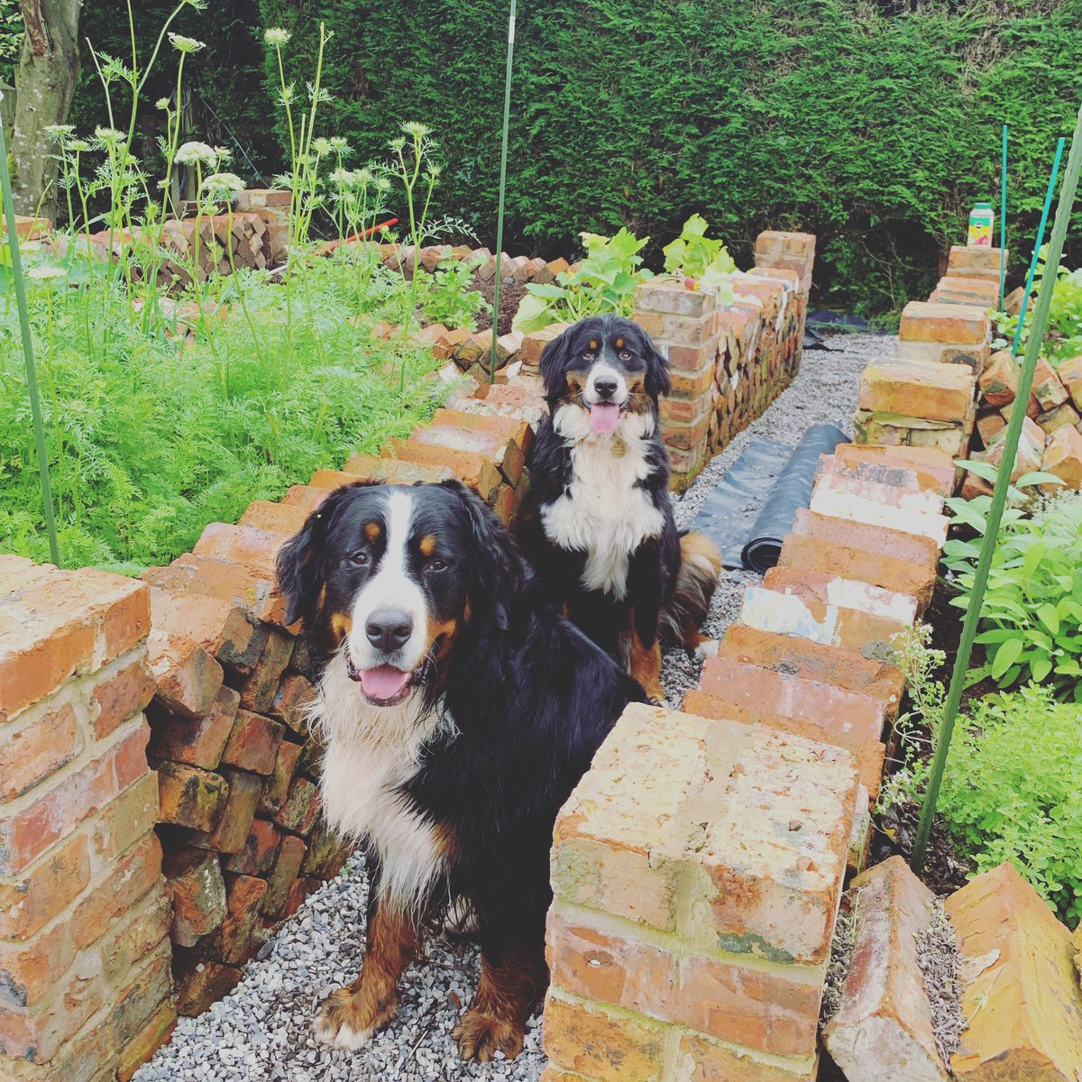 Grow your own #flowerpot #bernese 🌱🌻💚 #Loki #Thor  #bernesemountaindoglovers #lovebernesemountain_dog_feature #dailybernese #cutepetclub #dogsofinstaworld #bernesemountaindog #topdogphoto 
#bernese_feature #berners #bernerlife #bernerdaily  #bernerlovers #bmdog_daily