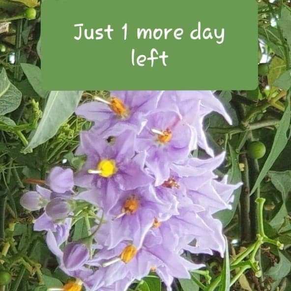 Lulaveggie's tweet photo. Just one little day until we leave this house and set off on the 700 mile trip to our beautiful new home in #caithness #scotland.
#movinghouse #movingtoscotland #lavenderfarm #herbfarm #lavender #herbs #movingtomorrow #excited #fullofplans #freshstart #flowers #onemoreday #farm https://t.co/CgYxpSkRgU
