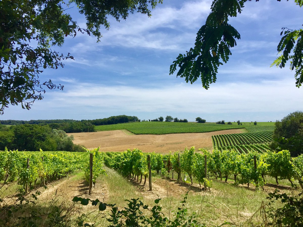 PereiraJosLouis's tweet photo. #Vignes et #vignobles du #Gers : une belle mosaïque paysagère et des Crus d’exception ! #SoGers #vin #sudouest #Occitanie #wine #Slowlife 👉https://t.co/fpUGA4v36P https://t.co/Oh49MivQPQ