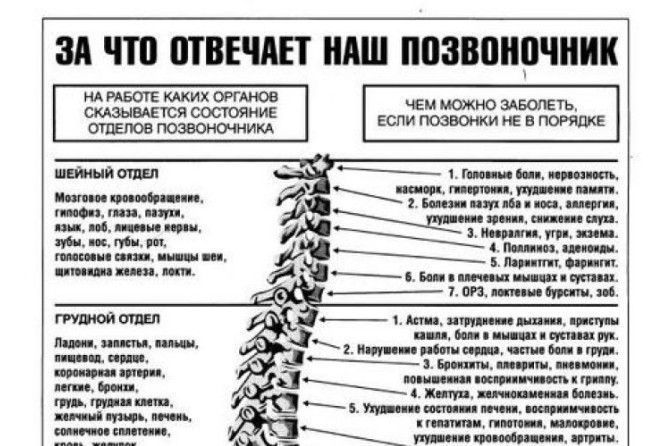 Какие позвонки за что отвечают у человека схема