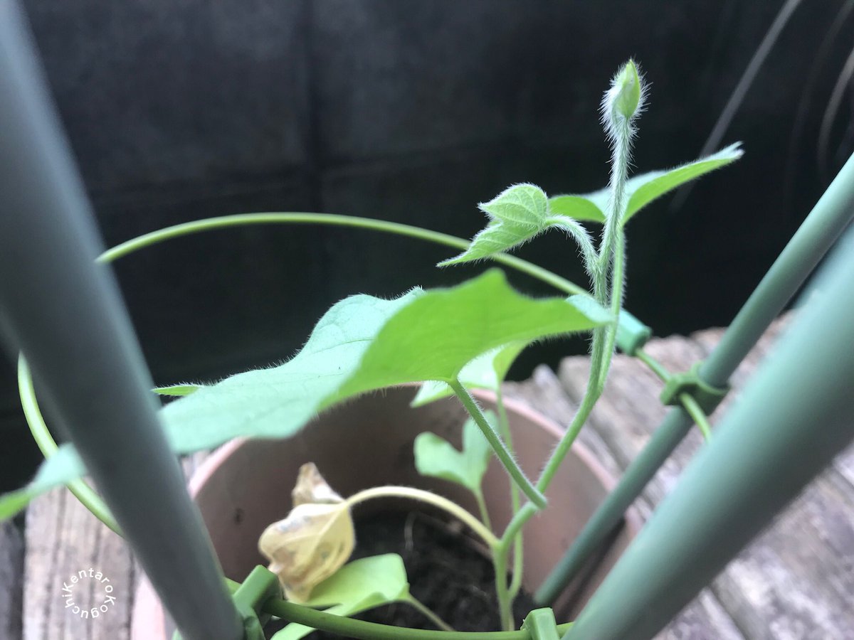 k_kenta's tweet photo. 五枚目の本葉が開き一緒に出たのは六枚目の本葉かもしれない
It may be the sixth true leaf that the fifth true leaf opens and comes out together
#アサガオ #あさがお #朝顔 #morningglory
#本葉 #trueleaf #双葉 #cotyledon #seedleaf
#花 #flower #flowers
#東京 #tokyo #練馬区 #nerimacity https://t.co/IVAazubNvd