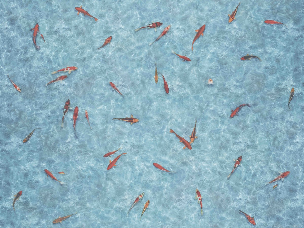 Victoria Carpets tweet media