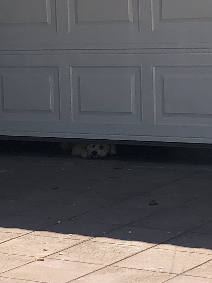 karlaxferrer's tweet photo. Lmao my sister caught my dog trying to sneak out this morning 😂 https://t.co/zEzBHHQ1gW