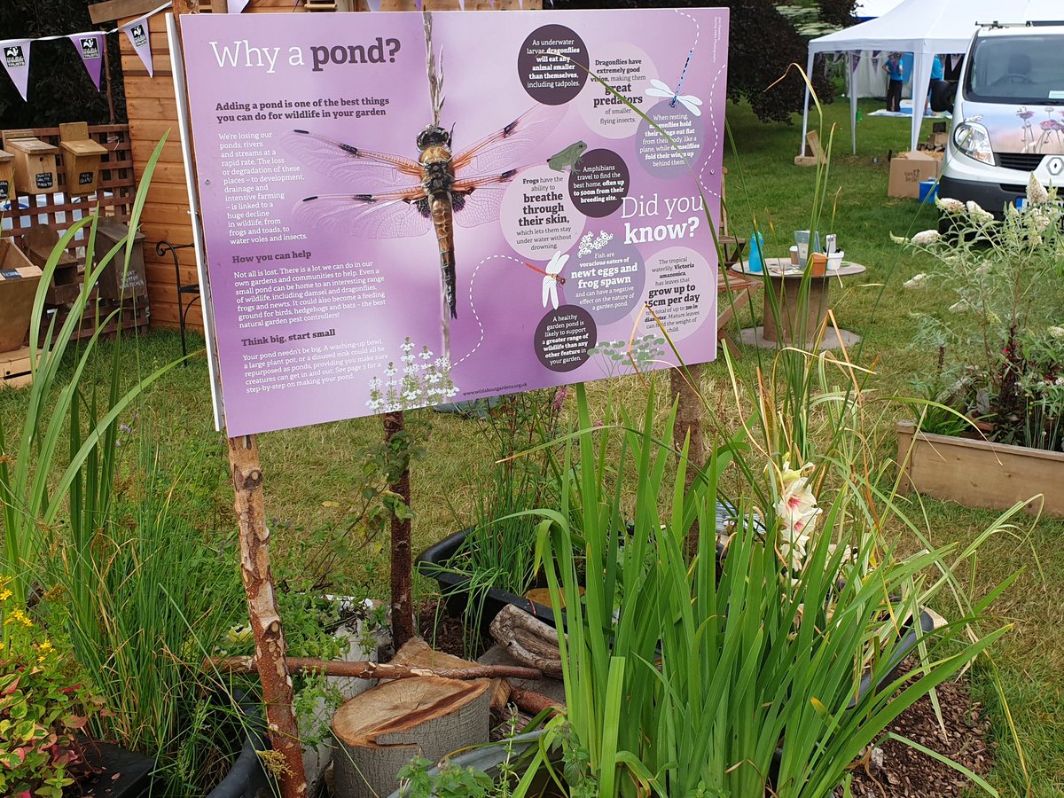 lizshearer_'s tweet image. "If you build it...they will come" well, we built the #wildlife garden in the wildlife zone for #CountryfileLive and so far we have had bees and butterflies and even a toad move in! @BBOWT