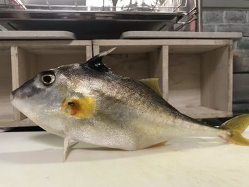 ギマの特徴 見分け方 写真から探せる魚図鑑
