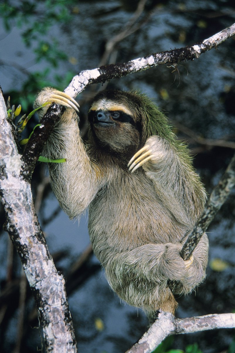 EcoKidsPlanet's tweet image. Pygmy sloths are the smallest sloths in the world. They measure just 50cm in length and weigh between 2.5 and 3.5kg.

They are seriously slow eaters. A lunch of leaves 🍃, twigs and buds might take them a month to digest!

#sloths #pygmy #pygmysloth #rainforests