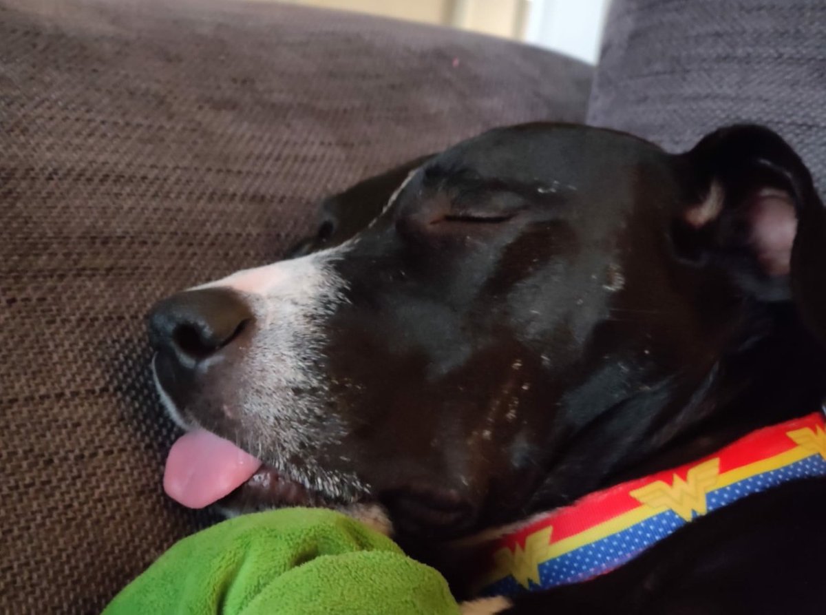 JoFundraising's tweet photo. Joining in with @RealBobMortimer on @SundayBrunchC4 but hoping he doesn't discriminate as we only have dogs....they blep though. This is Ellie, her tongue does this ALOT. #blep #dogsnotcats #sundaybrunch https://t.co/HGbNPT7wd8