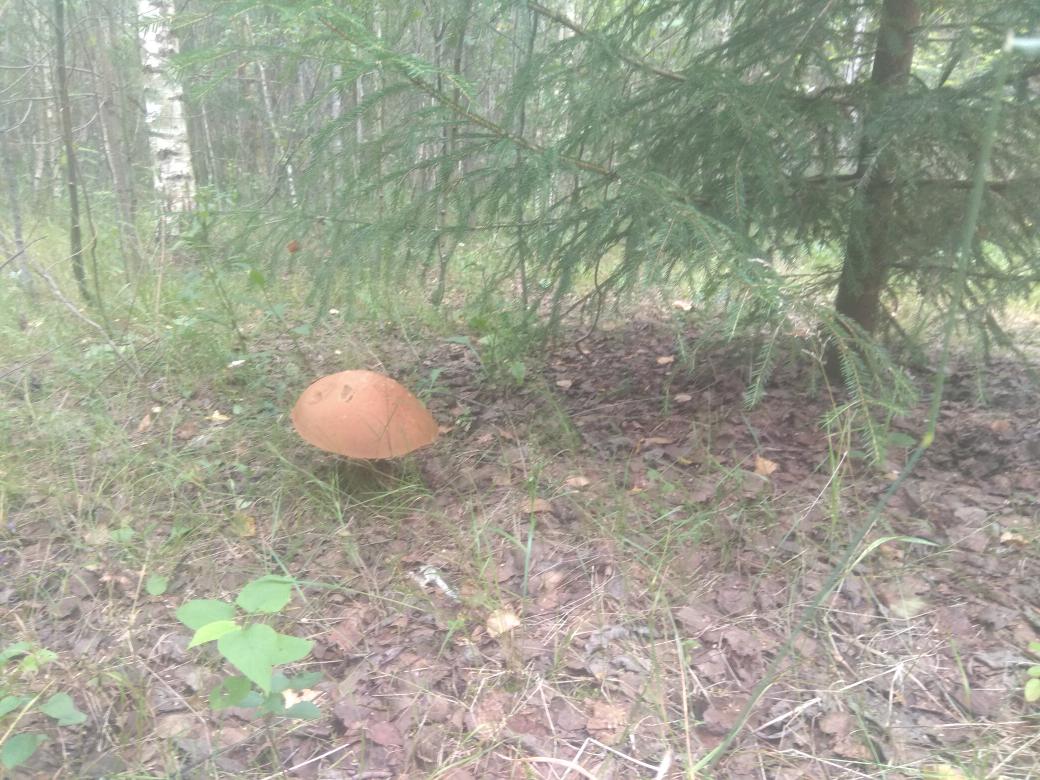 Отличное утро