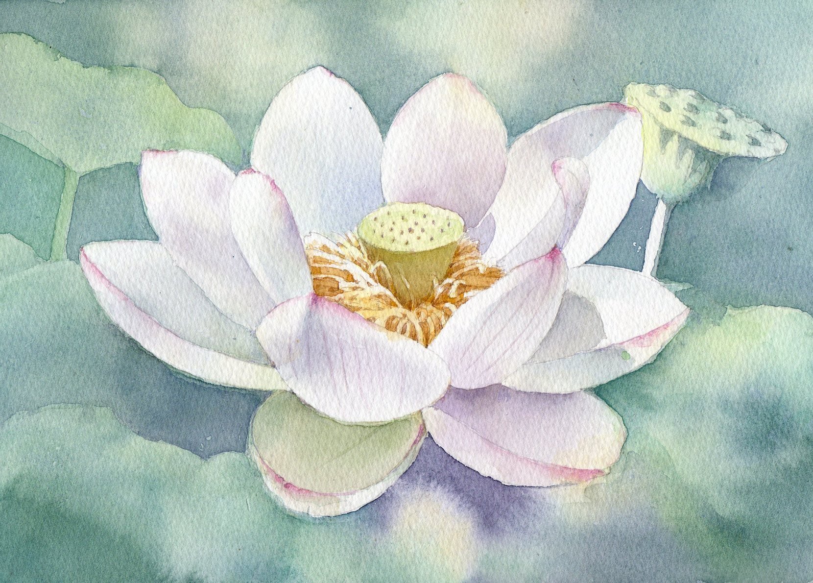 福井良佑 透明水彩 Watercolor 蓮の花 制作過程 塗り始めから完成までの手順です 花は ぼかし を主体に 背景 は主に 滲み で彩色しました 正直なところ 背景が斑にならないよう苦労しました 蓮 水彩画 透明水彩 水彩メイキング T