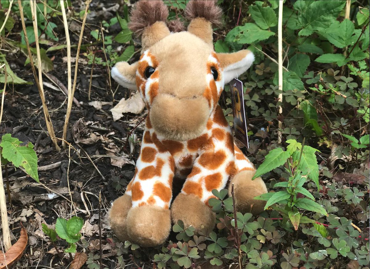 WestMidSafari's tweet photo. 🚨#WMSPGiveaway 🚨

To celebrate a weekend full of giraffe birthdays, we're giving away this cute soft toy! 🦒

RT &amp; Follow to enter.
Ends 8/8/19

#Win #Freebie #Competition https://t.co/6PbLnTLdSy