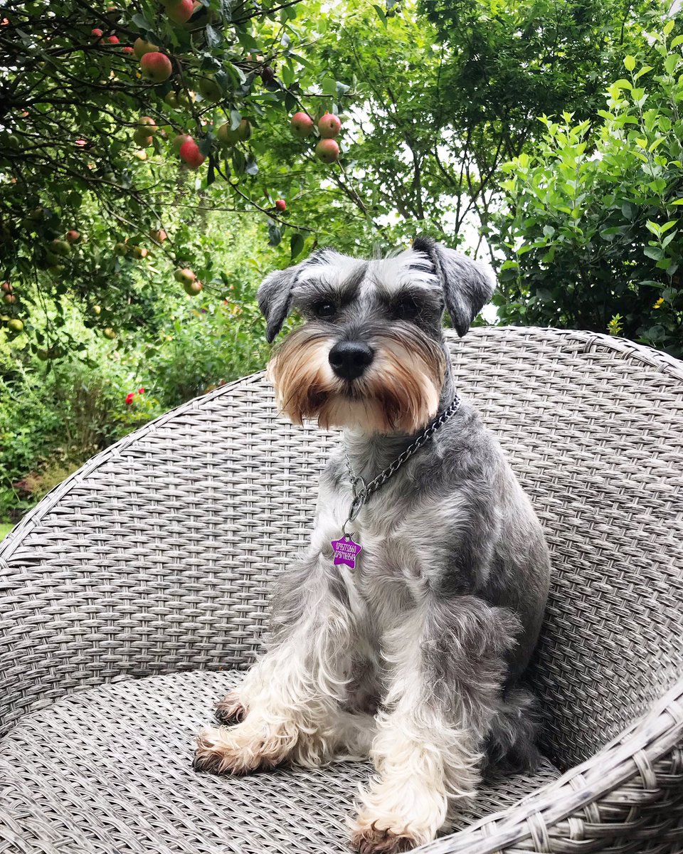 Sunday feels under the apple tree. #schnauzerofinstagram