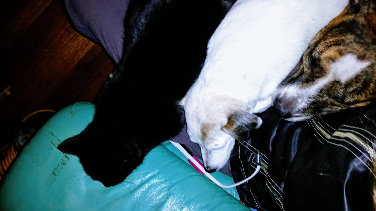 sparklite's tweet image. Every night after work,the moment i sat down i would have all 3 furbabies jump on my lap and have cuddles😍1 year ann. of Russell &amp;amp; Bella passing😿Missing them sooo much #lovesofmylife #purelove #Dogsoftwitter #CatsOfTwitter  #dogcelebration #animalsarebetterthanhumans #StacksOn