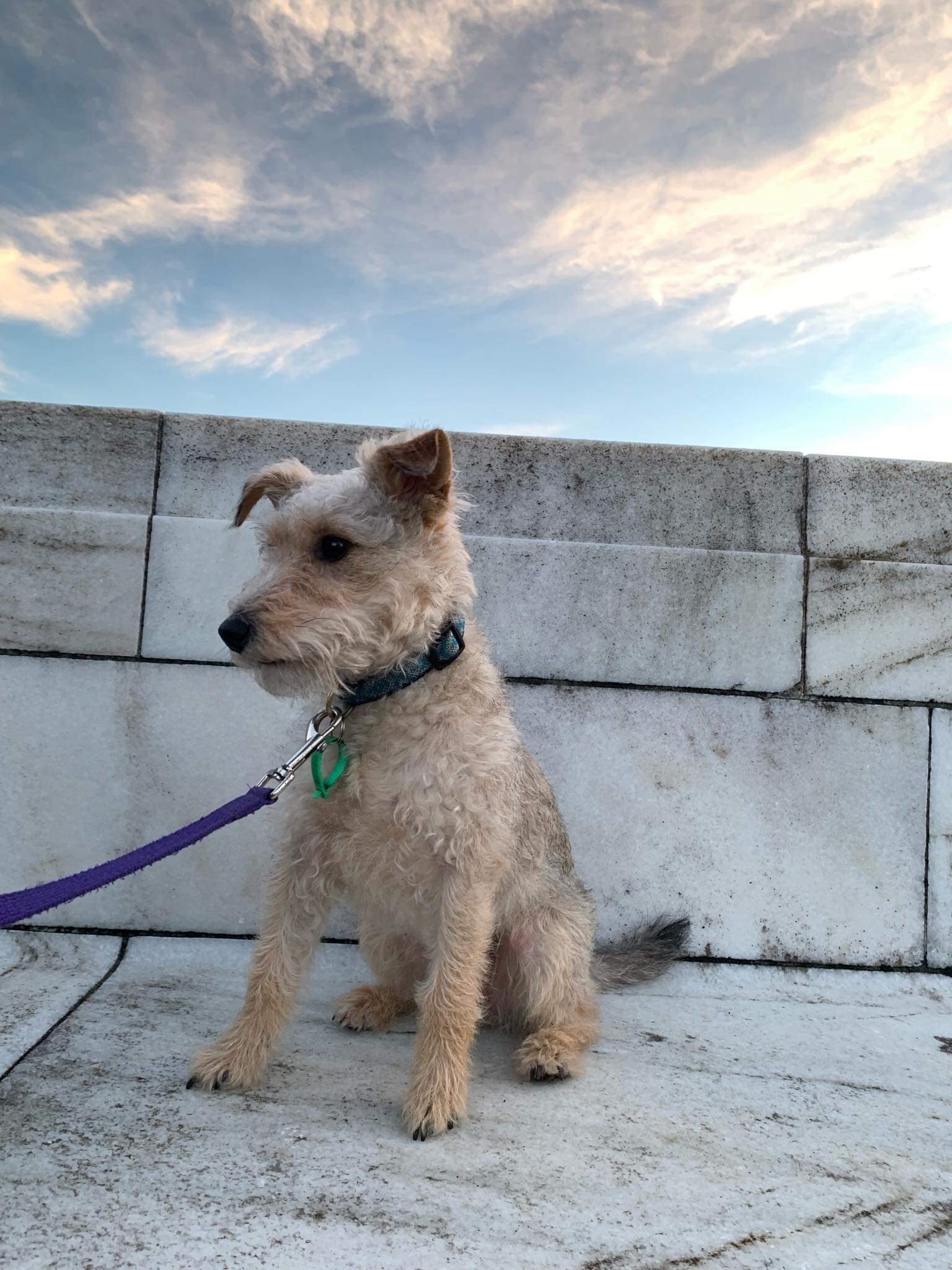 Schnauzer x jack russell discount