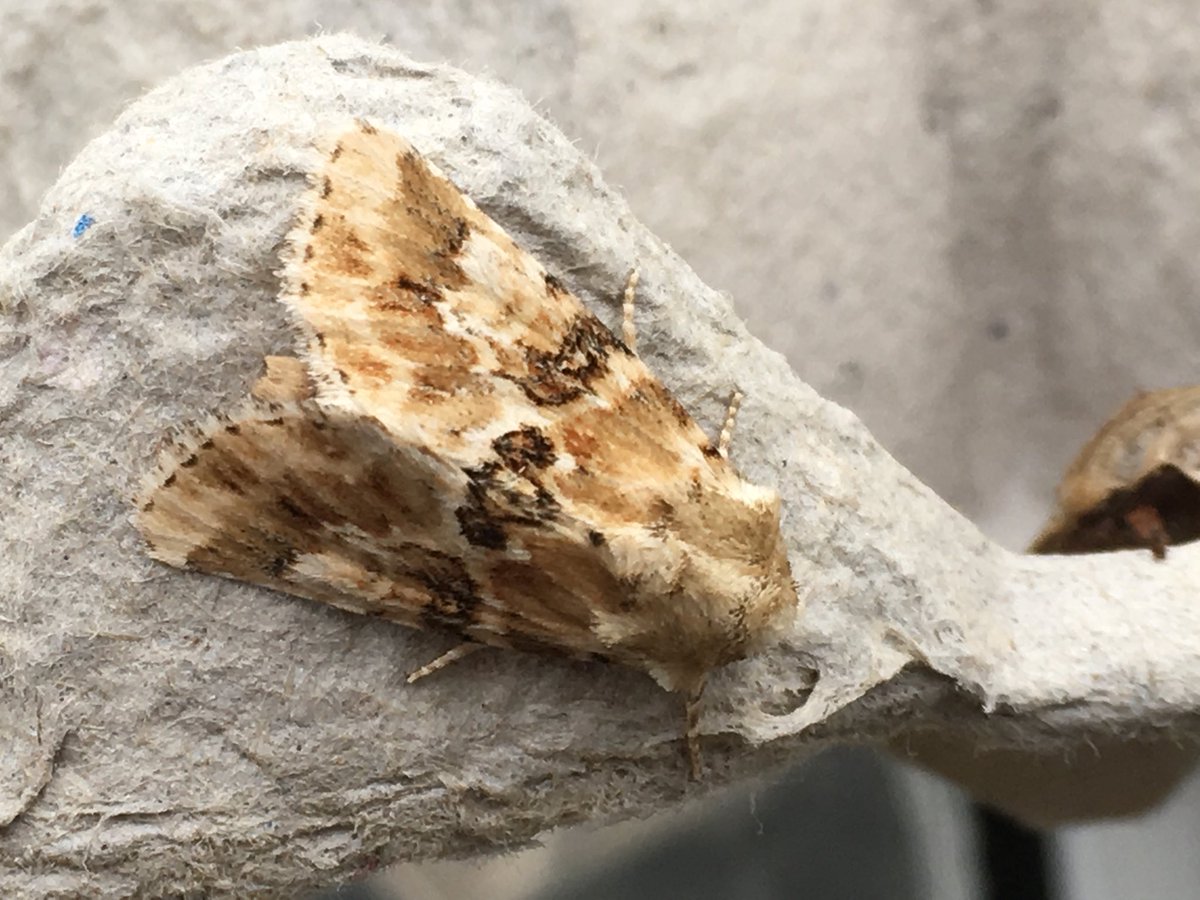 From last night, I’m happy to be told otherwise,but is this Dusky Sallow #teamoth #moths
